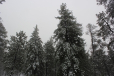 mt-lemmon-snow-trees