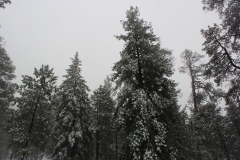 mt-lemmon-snow-trees